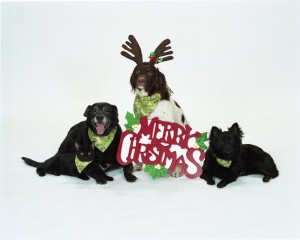 Xmas Pets516