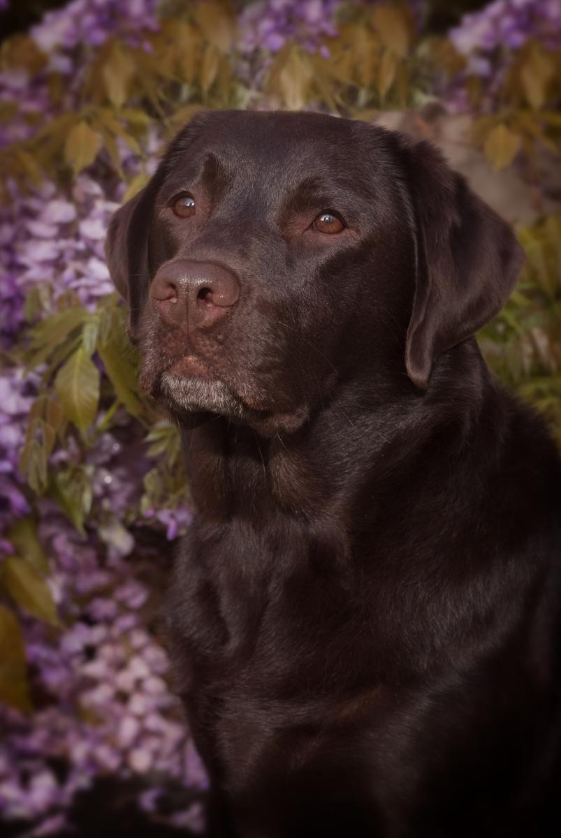 Chocolate Lab Portrait