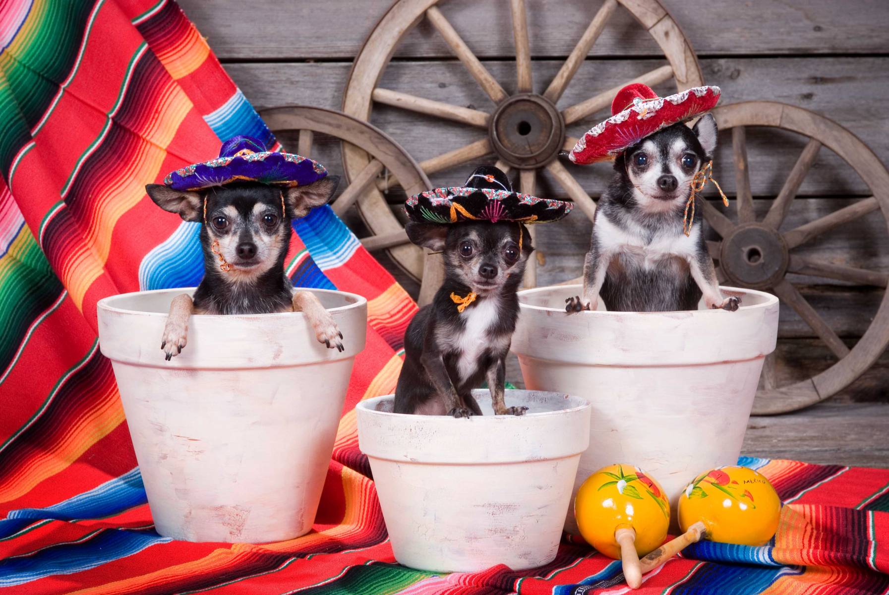 Gertie, Izzy and Zoe