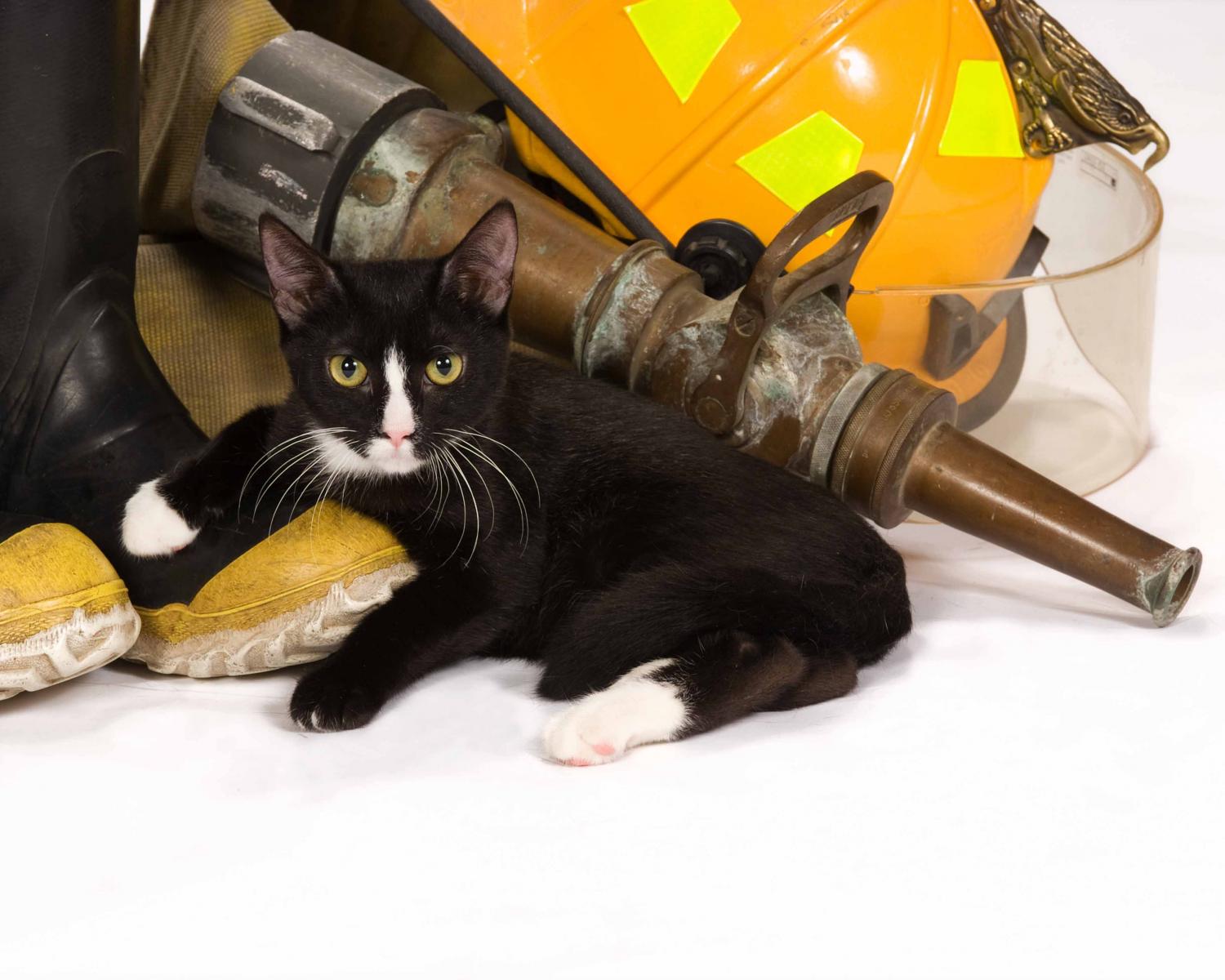 Firehouse Cat