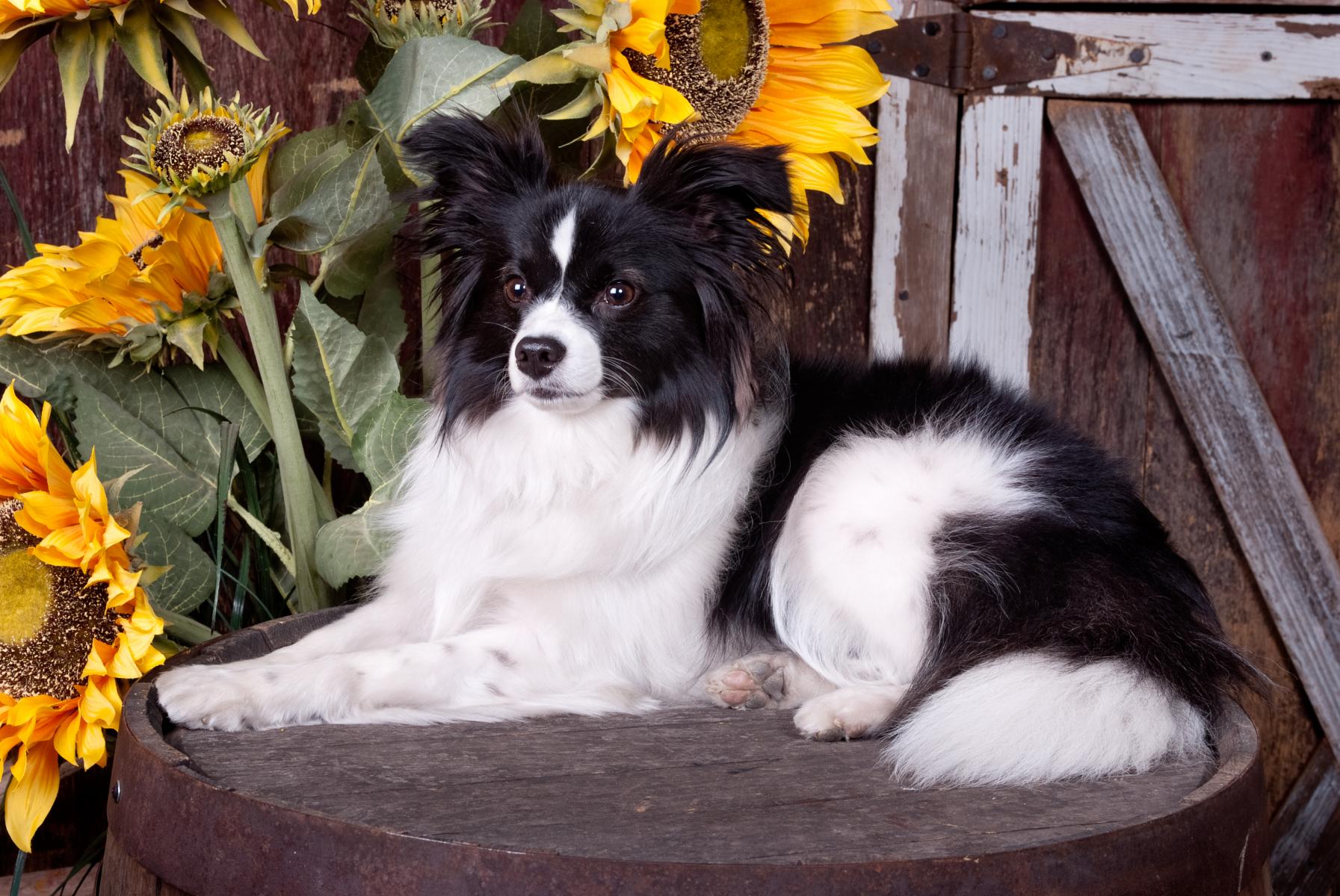 Johnny Cash in the barn.