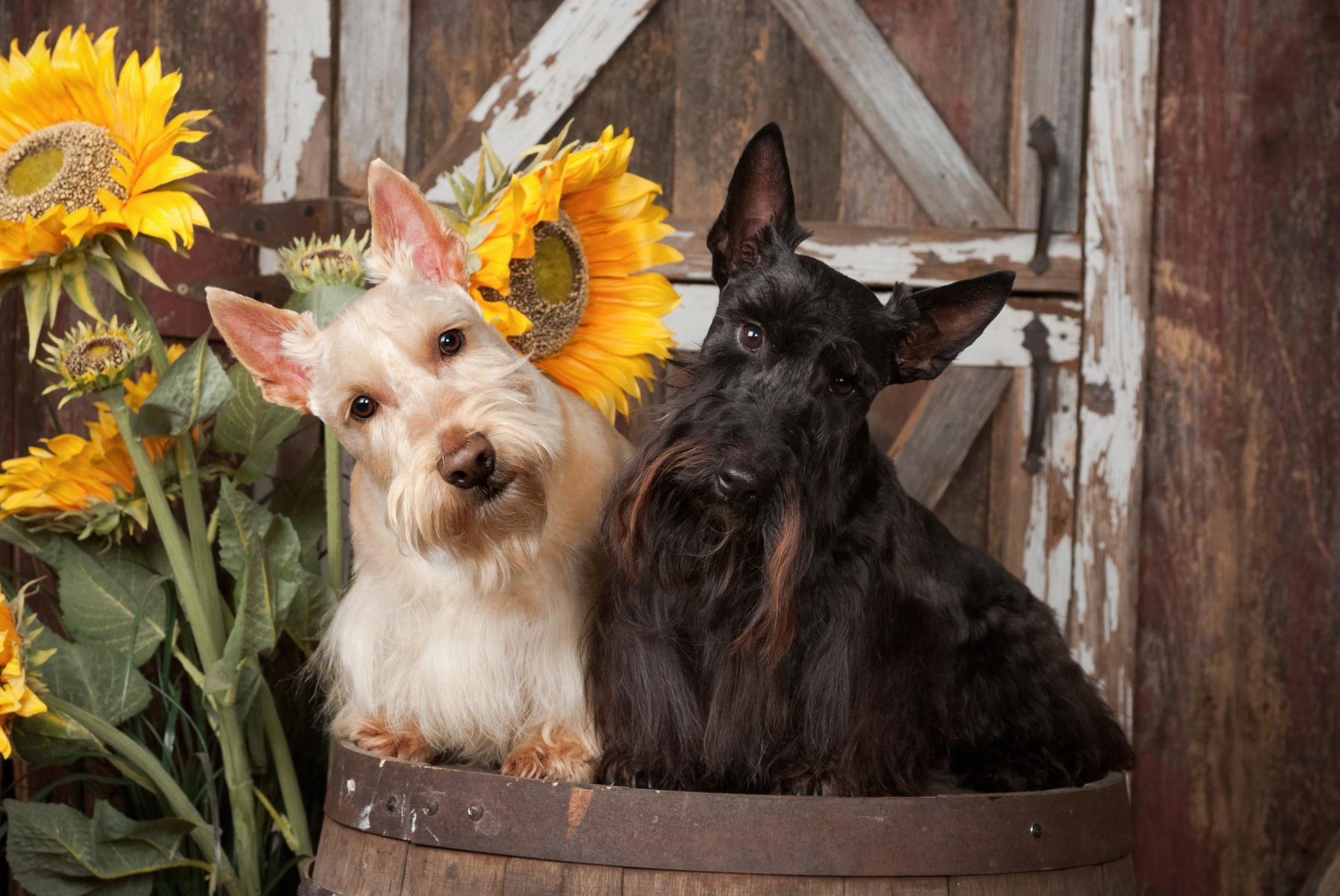 McKenzie and McGregor