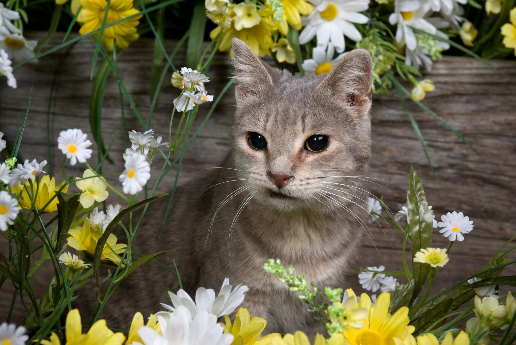 Bobbie Kitty AKA Train Wreck Bobbie